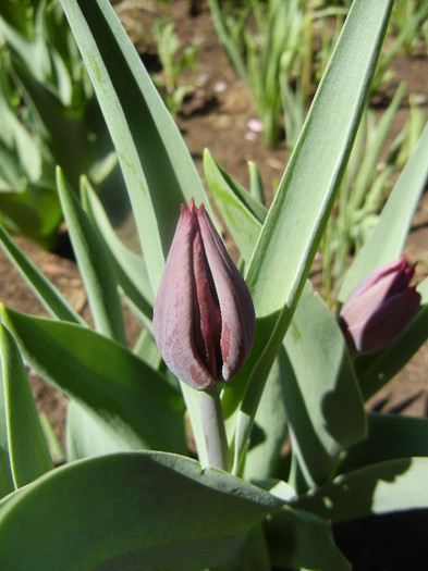 Tulipa Negrita (2012, April 16) - Tulipa Negrita