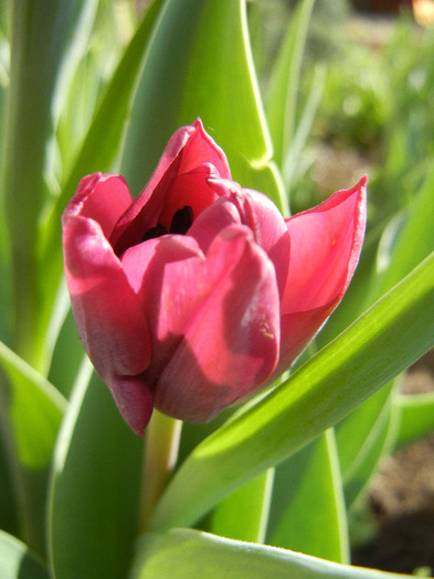 Tulipa Negrita (2012, April 16)