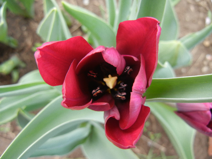Tulipa Negrita (2012, April 17) - Tulipa Negrita