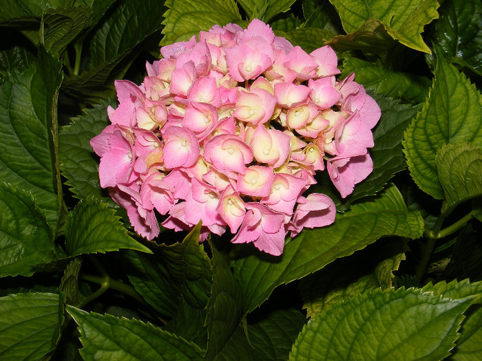 hortensia