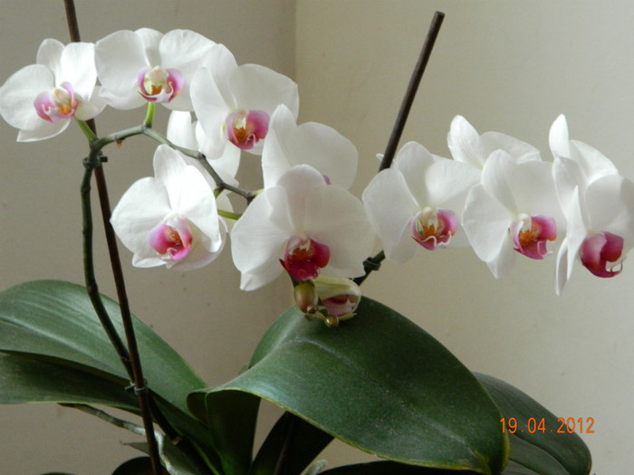 E inflorita de 3 luni; orhidee
