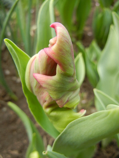 Tulipa Rai (2012, April 17)