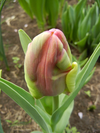 Tulipa Rai (2012, April 17) - Tulipa Rai Parrot