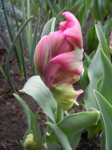 Tulipa Rai (2012, April 18) - Tulipa Rai Parrot