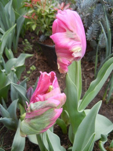 Tulipa Rai (2012, April 20) - Tulipa Rai Parrot