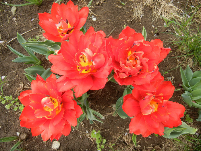 Tulipa Abba (2012, April 17)