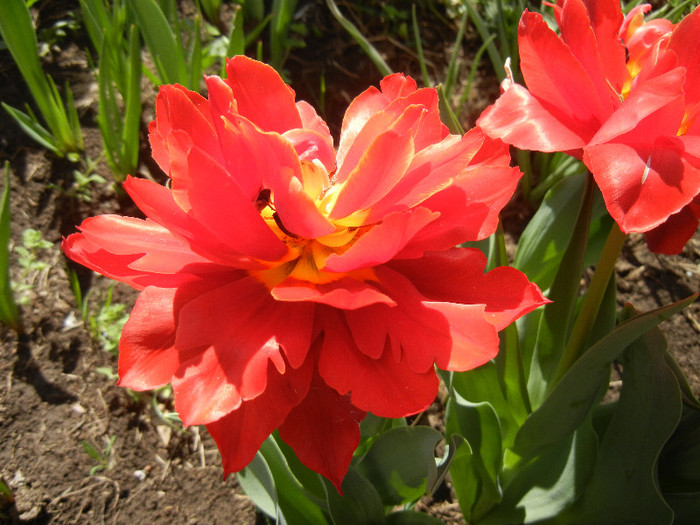 Tulipa Abba (2012, April 19)