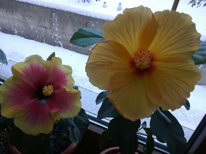 05022012171 - hibiscus