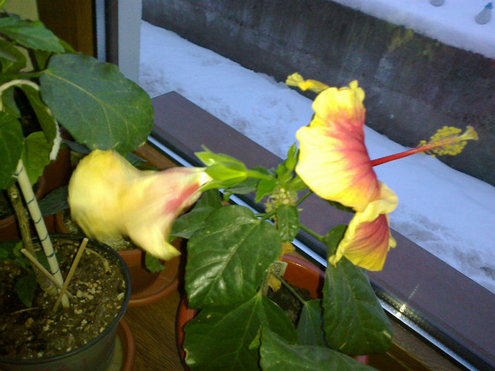 07022012191 - hibiscus