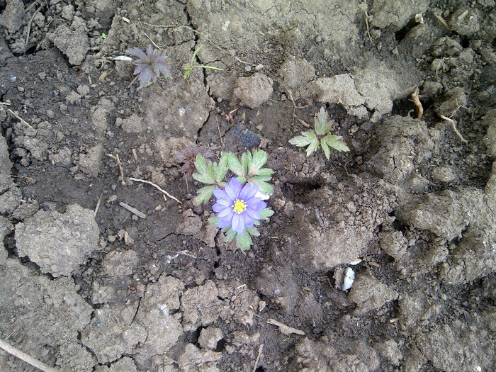 anemone - flori de gradina 2012