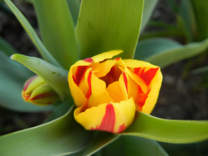 Tulipa Mickey Mouse (2012, April 22)