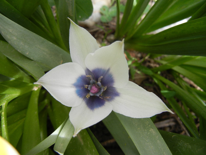 Tulip Alba Coerulea Oculata (2012, Apr.21)