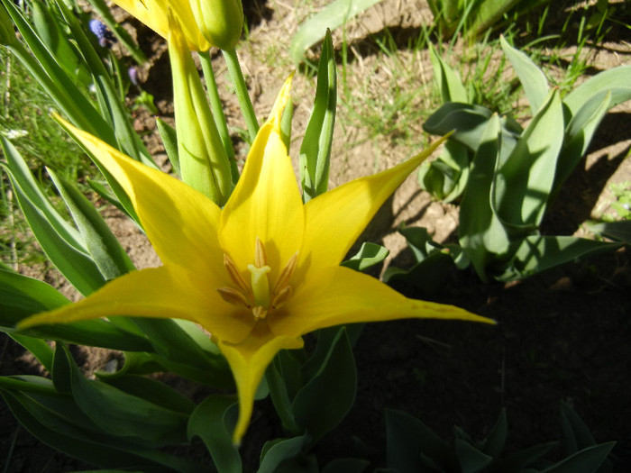 Tulipa Cistula (2012, April 23)