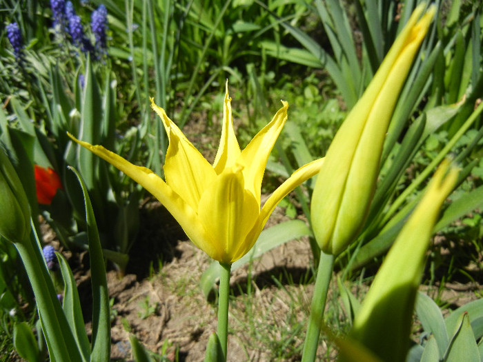Tulipa Cistula (2012, April 23)