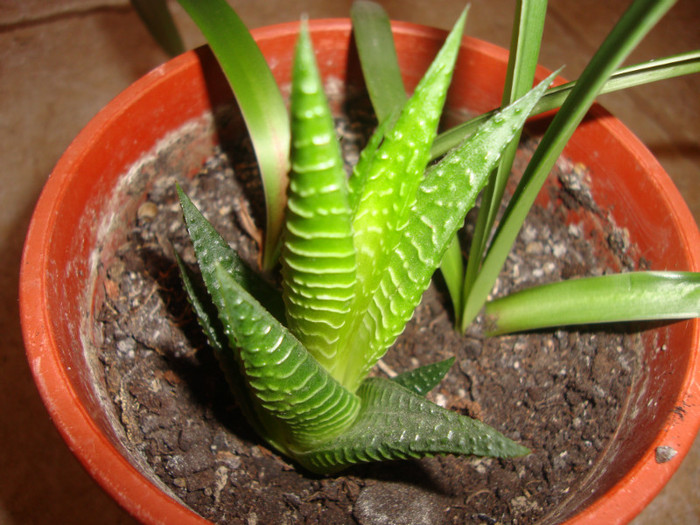 haworthia? - cactusi si suculente