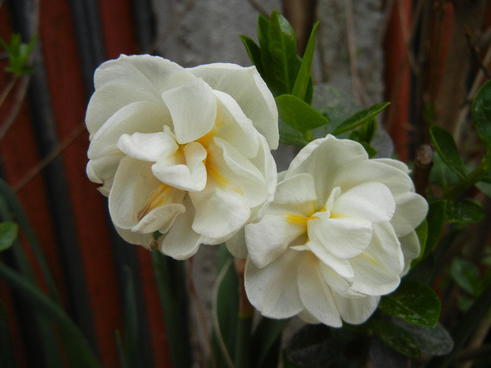 Narcissus Bridal Crown (2012, April 20)
