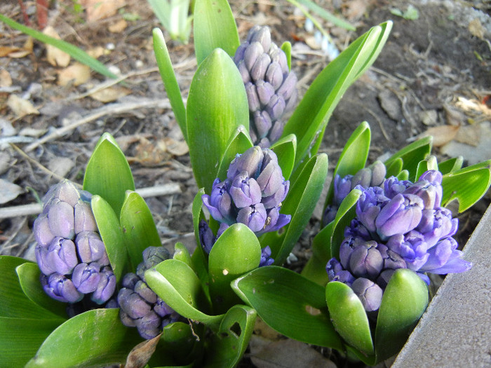 Hyacinth Delft Blue (2012, April 16)
