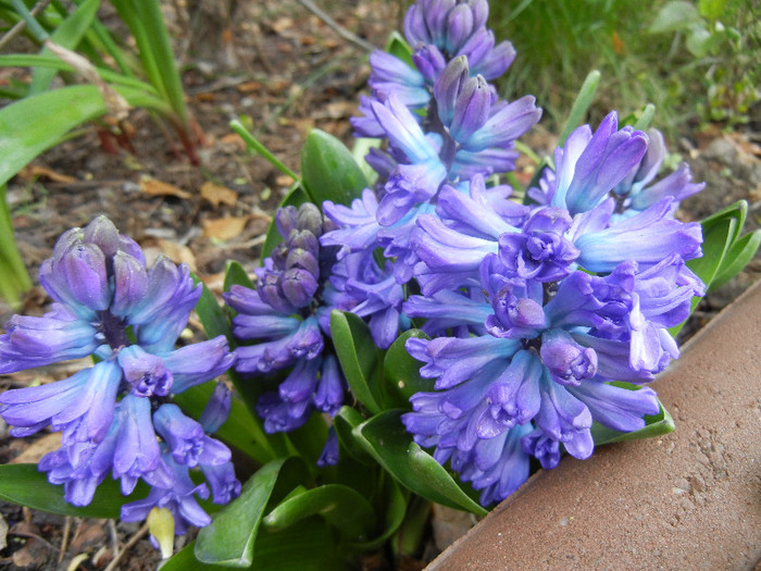 Hyacinth Delft Blue (2012, April 18)