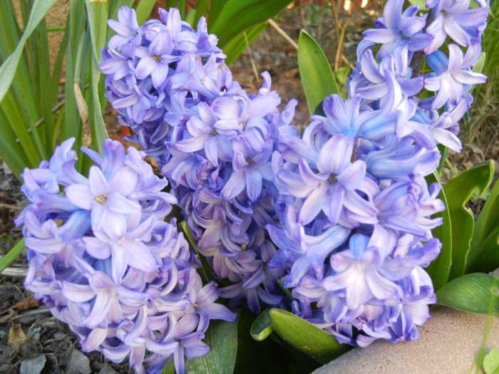 Hyacinth Delft Blue (2012, April 22)