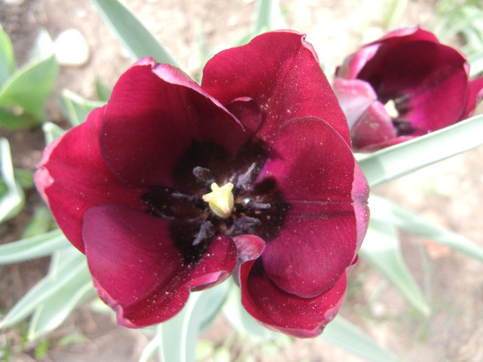 Tulipa Negrita (2012, April 21)