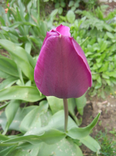Tulipa Purple Flag (2012, April 20) - Tulipa Purple Flag