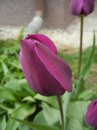 Tulipa Purple Flag (2012, April 20)