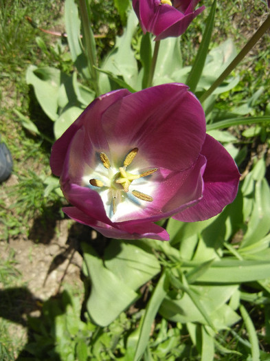 Tulipa Purple Flag (2012, April 22)