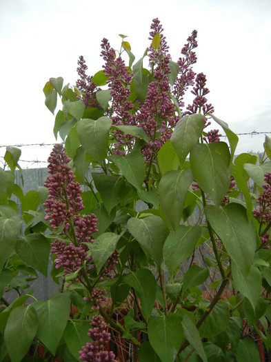 Syringa vulgaris_Lilac (2012, April 20)