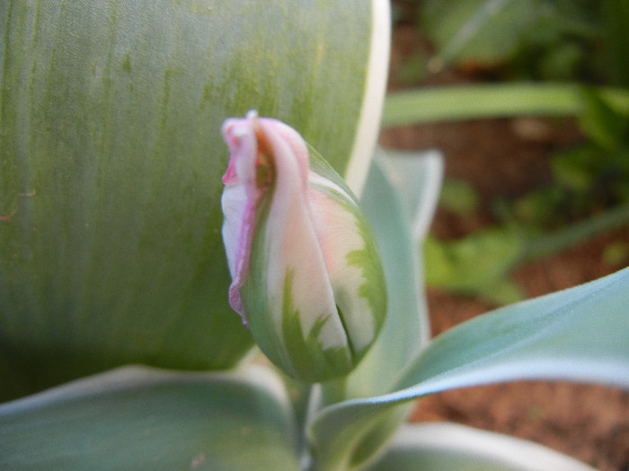 Tulipa Esperanto (2012, April 22)