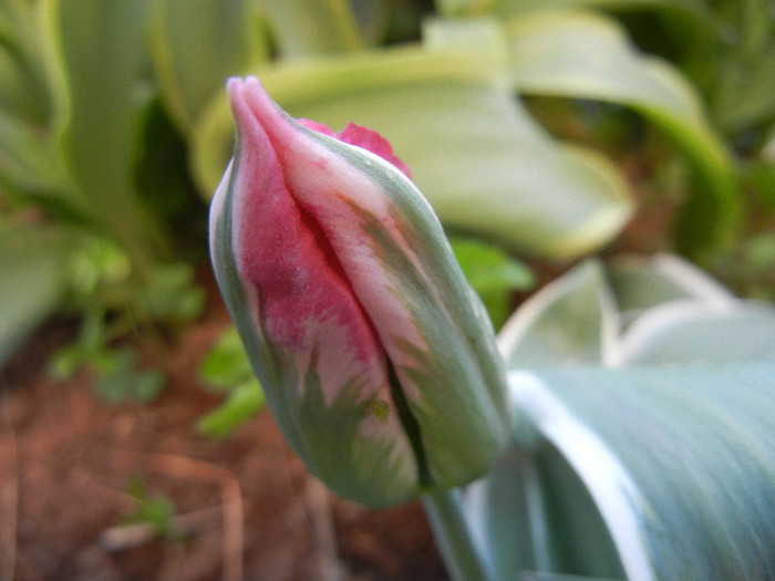 Tulipa Esperanto (2012, April 22)