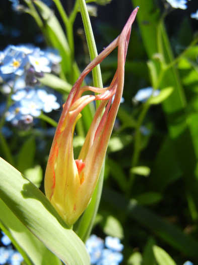 Tulipa Acuminata (2012, April 24)