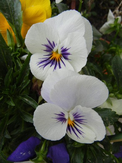 Pansies (2012, April 20) - PANSY_Viola x wittrockiana