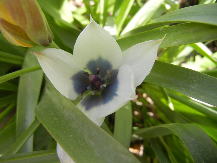 Tulip Alba Coerulea Oculata (2012, Apr.24)