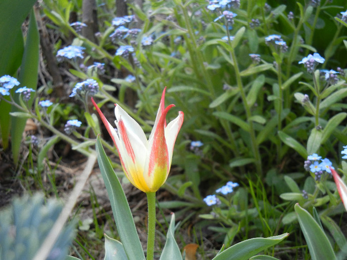 Tulipa Johann Strauss (2012, April 19) - Tulipa Johann Strauss
