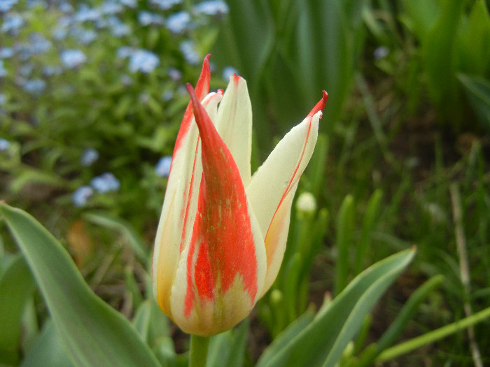 Tulipa Johann Strauss (2012, April 20)