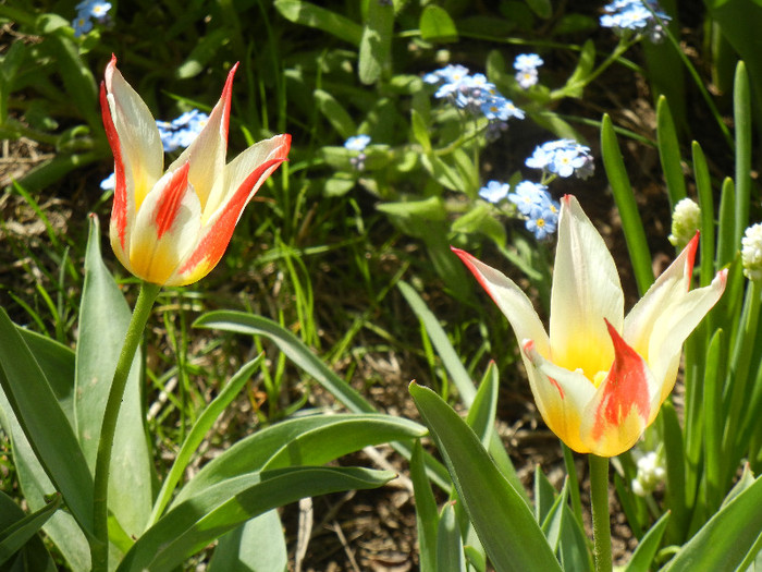 Tulipa Johann Strauss (2012, April 22)