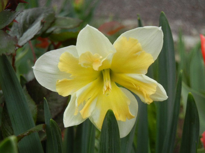 Narcissus Cum Laude (2012, April 20)