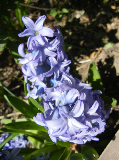 Hyacinth Delft Blue (2012, April 24)