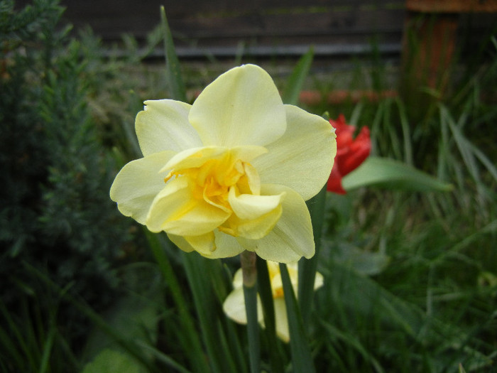 N. Yellow Cheerfulness (2012, Apr.20)