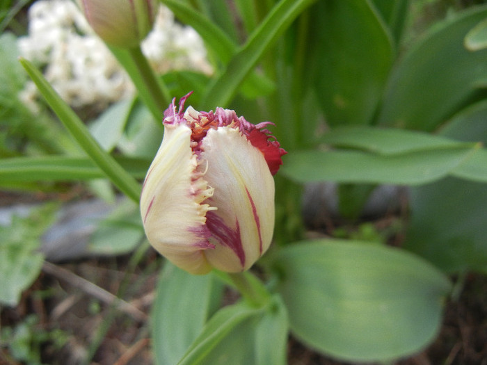 Barbados-tulip broken virus,20apr12