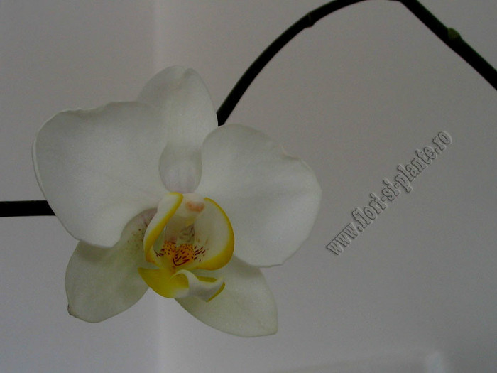 Phalaenopsis alb II