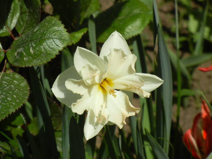 Narcissus Cum Laude (2012, April 25)