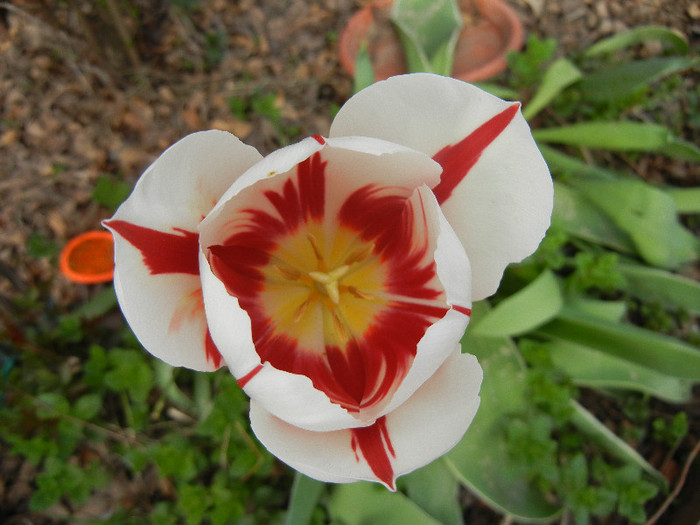 Tulipa Happy Generation (2012, April 25)