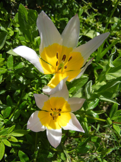 Tulipa Lilac Wonder (2012, April 25) - Tulipa Lilac Wonder