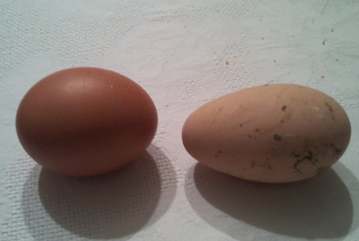 selectie oua; oul din dreapta este ingust si alungit nefiind pretabil pentru incubare
