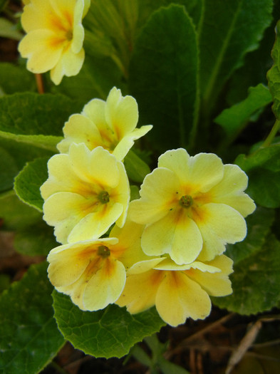 Primula polyanthus Yellow (2012, Apr.22)