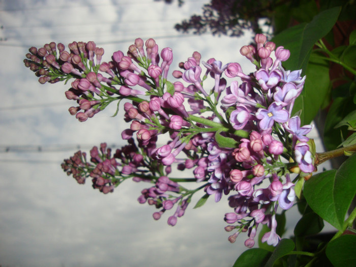  - in gradina