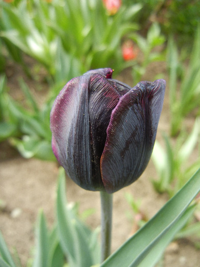 Tulipa Negrita (2012, April 26)