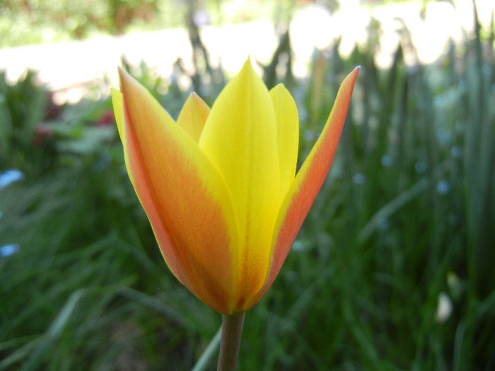 Tulipa clusiana Chrysantha (2012, Apr.27)
