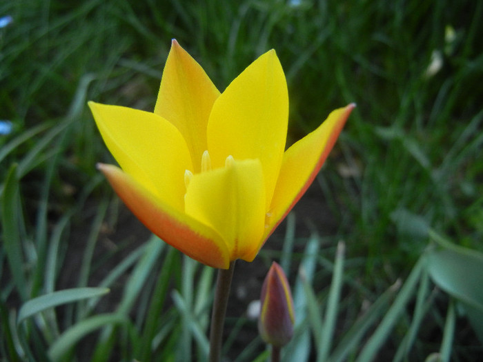 Tulipa clusiana Chrysantha (2012, Apr.27) - Tulipa Chrysantha